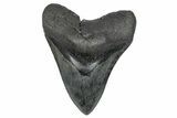 Fossil Megalodon Tooth - South Carolina #272473-1